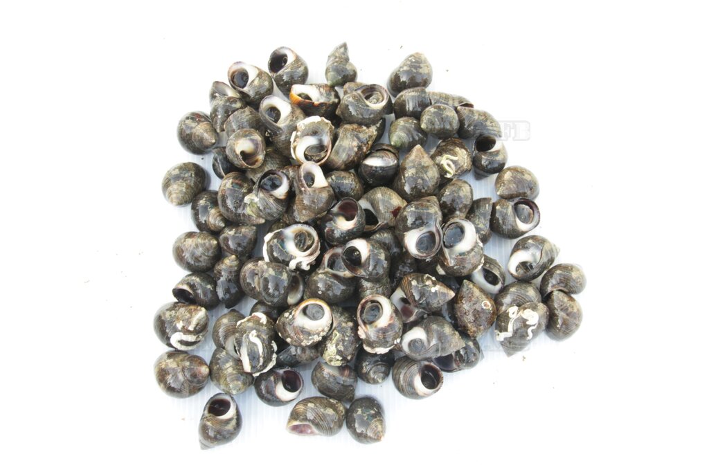 WINKLES WANTED all year round