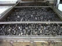 Large picture for advert 116134